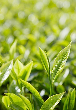 高活性 EGCG（绿茶提取物）